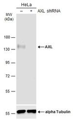 Axl Antibody