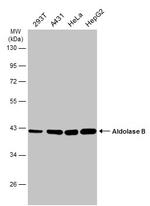 Aldolase B Antibody in Western Blot (WB)