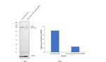 mTOR Antibody in Western Blot (WB)