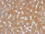 Plasminogen Antibody in Immunohistochemistry (Paraffin) (IHC (P))