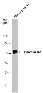 Plasminogen Antibody in Western Blot (WB)