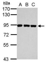 Plasminogen Antibody in Western Blot (WB)