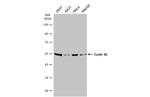 Cyclin A2 Antibody in Western Blot (WB)