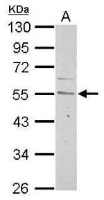 Cyclin A2 Antibody in Western Blot (WB)