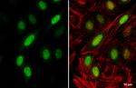 Cyclin A2 Antibody in Immunocytochemistry (ICC/IF)