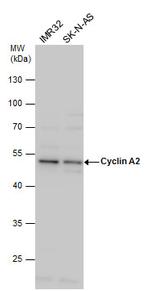 Cyclin A2 Antibody in Western Blot (WB)