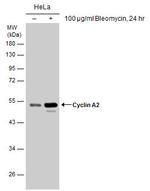 Cyclin A2 Antibody in Western Blot (WB)