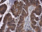 STAT2 Antibody in Immunohistochemistry (Paraffin) (IHC (P))