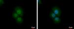 PRMT2 Antibody in Immunocytochemistry (ICC/IF)