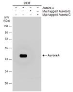 Aurora A Antibody in Western Blot (WB)