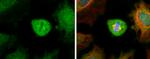 Aurora A Antibody in Immunocytochemistry (ICC/IF)