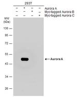 Aurora A Antibody in Western Blot (WB)