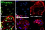 BMAL1 Antibody