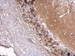 Drebrin Antibody in Immunohistochemistry (Paraffin) (IHC (P))