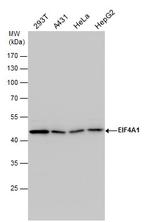 eIF4A1 Antibody in Western Blot (WB)