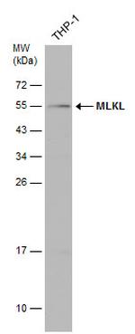 MLKL Antibody in Western Blot (WB)