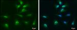 Thioredoxin 1 Antibody in Immunocytochemistry (ICC/IF)