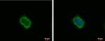 CXCL9 Antibody in Immunocytochemistry (ICC/IF)