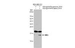 CXCL9 Antibody in Western Blot (WB)