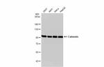 Calnexin Antibody in Western Blot (WB)