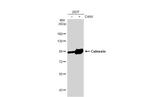 Calnexin Antibody in Western Blot (WB)