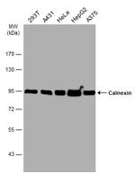 Calnexin Antibody in Western Blot (WB)