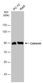 Calnexin Antibody in Western Blot (WB)