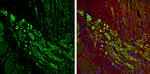 NF-H Antibody in Immunohistochemistry (Frozen) (IHC (F))