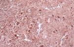 NF-H Antibody in Immunohistochemistry (Paraffin) (IHC (P))