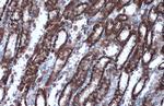 HSP60 Antibody in Immunohistochemistry (Paraffin) (IHC (P))