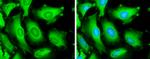 HSPA1A Antibody in Immunocytochemistry (ICC/IF)