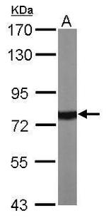 HSPA1A Antibody in Western Blot (WB)