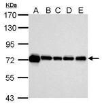 HSPA1A Antibody in Western Blot (WB)