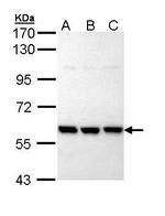 PRP19 Antibody in Western Blot (WB)