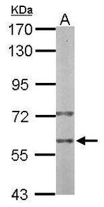 PRP19 Antibody in Western Blot (WB)