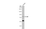 RIP1 Antibody in Western Blot (WB)