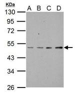 ABI1 Antibody in Western Blot (WB)