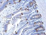 Collagen III Antibody in Immunohistochemistry (Paraffin) (IHC (P))