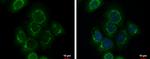 Fibulin 3 Antibody in Immunocytochemistry (ICC/IF)