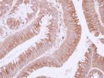 Fibulin 3 Antibody in Immunohistochemistry (Paraffin) (IHC (P))