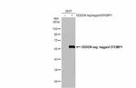 Fibulin 3 Antibody in Western Blot (WB)