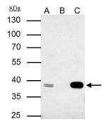 CDK7 Antibody in Immunoprecipitation (IP)