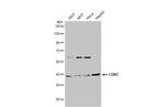 CDK7 Antibody in Western Blot (WB)