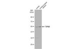 TIP60 Antibody in Western Blot (WB)