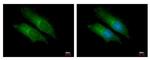 Bcl-10 Antibody in Immunocytochemistry (ICC/IF)