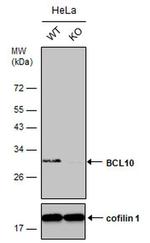 Bcl-10 Antibody