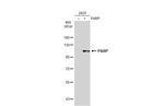 PARP1 Antibody in Western Blot (WB)