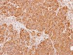 Calnexin Antibody in Immunohistochemistry (Paraffin) (IHC (P))