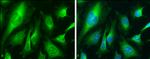 Calnexin Antibody in Immunocytochemistry (ICC/IF)