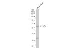 LPL Antibody in Western Blot (WB)